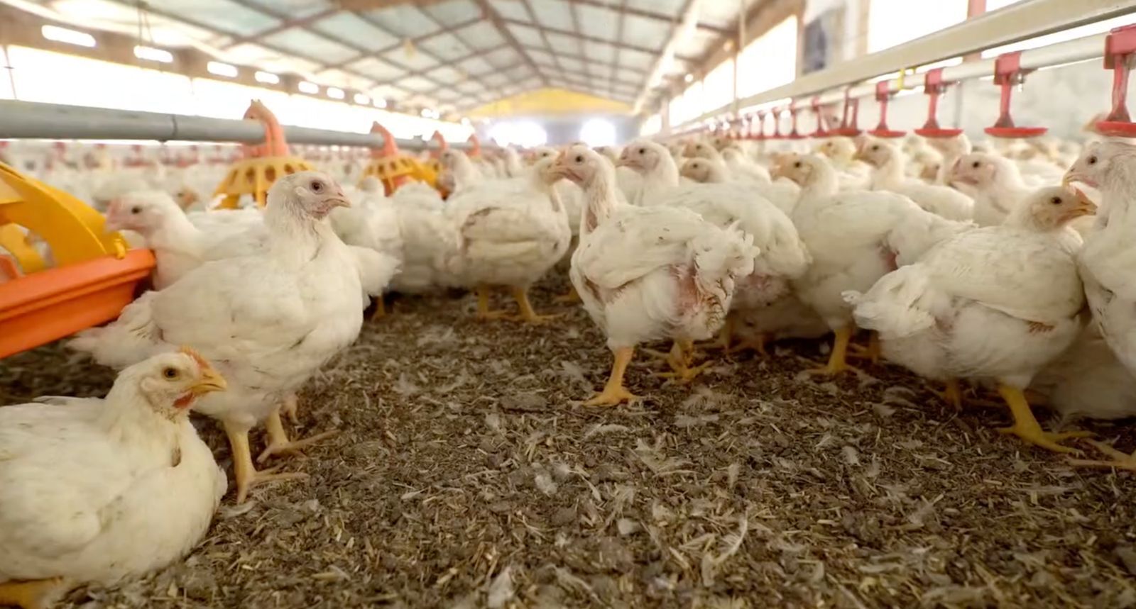 chickens